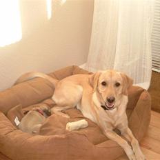 Labrador retriever Zitta