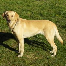 Labrador retriever Zitta