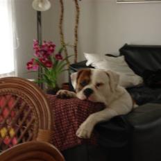 Amerikansk bulldog Ludwig 