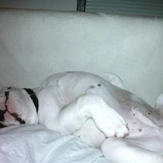 Amerikansk bulldog Ludwig 