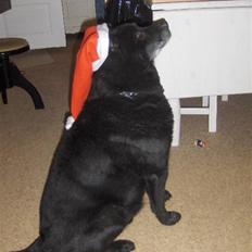 Sort spids Blackie (død) :'(