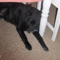 Sort spids Blackie (død) :'(