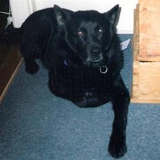 Sort spids Blackie (død) :'(