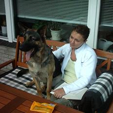 Schæferhund Jerry
