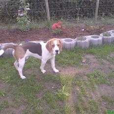 Beagle salus plet