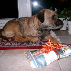 Border terrier Lutra's Dream Skipper
