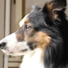 Border collie Darwin