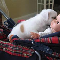 Blanding af racer Mimi