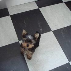 Yorkshire terrier <3 Ella <3