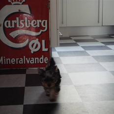 Yorkshire terrier <3 Ella <3