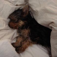 Yorkshire terrier <3 Ella <3