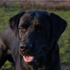 Labrador retriever Cato