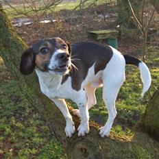 Blanding af racer Milo