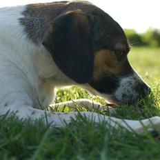 Blanding af racer Milo