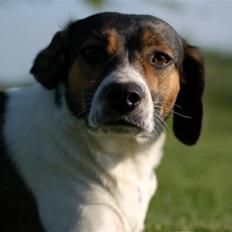 Blanding af racer Milo