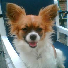 Blanding af racer Chikita