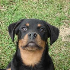 Rottweiler Radeau Pixi