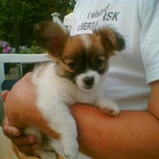 Blanding af racer Chikita