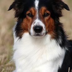 Border collie Jamie (R.I.P)