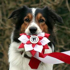 Border collie Jamie (R.I.P)