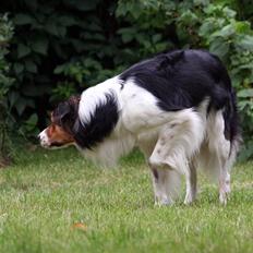 Border collie Jamie (R.I.P)