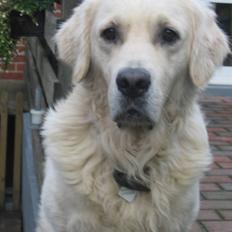 Golden retriever Marco`s samson