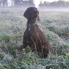 Korthåret hønsehund Ryttersminde's Balder