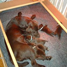 Labrador retriever Molly