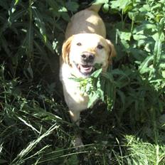 Labrador retriever Laurs RIP