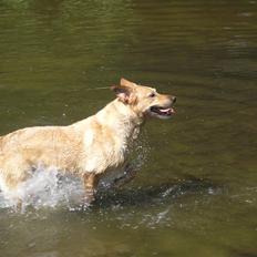 Labrador retriever Laurs RIP