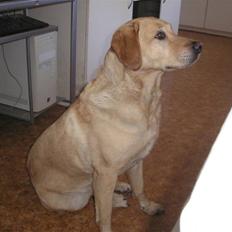 Labrador retriever Laurs RIP