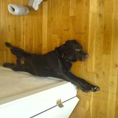 Labrador retriever Malde