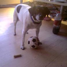 Dansk svensk gaardhund R.I.P Plet