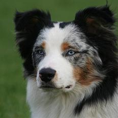 Australian shepherd Chivas 02.03.2006 - 19.03.2016