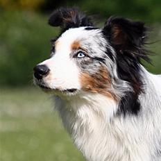 Australian shepherd Chivas 02.03.2006 - 19.03.2016