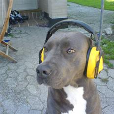 Amerikansk staffordshire terrier canne