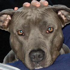 Amerikansk staffordshire terrier canne