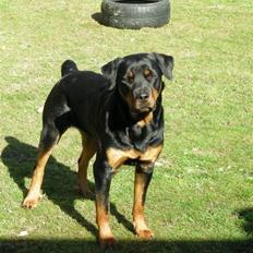 Rottweiler Zia