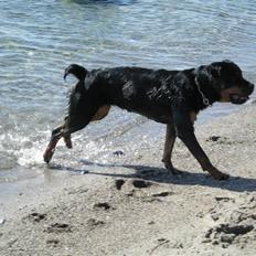 Rottweiler Zia