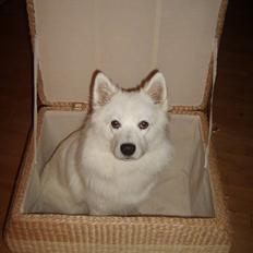 Samojedhund Bella Donna 