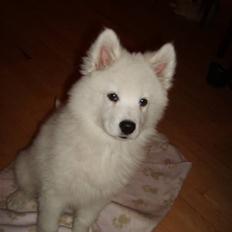 Samojedhund Bella Donna 