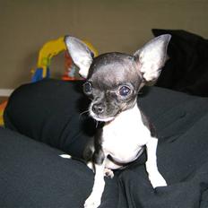 Chihuahua Chanel R.I.P