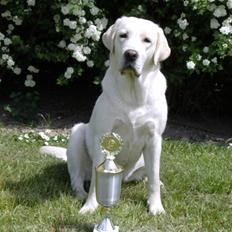 Labrador retriever Masja