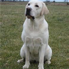 Labrador retriever Masja