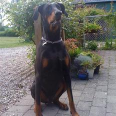 Dobermann Rocky