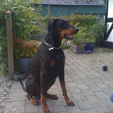 Dobermann Rocky