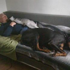 Dobermann Rocky