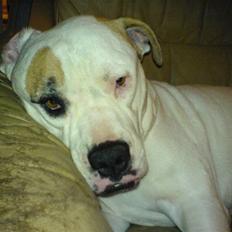 Amerikansk bulldog bjarne