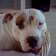 Amerikansk bulldog bjarne