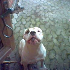 Amerikansk bulldog bjarne